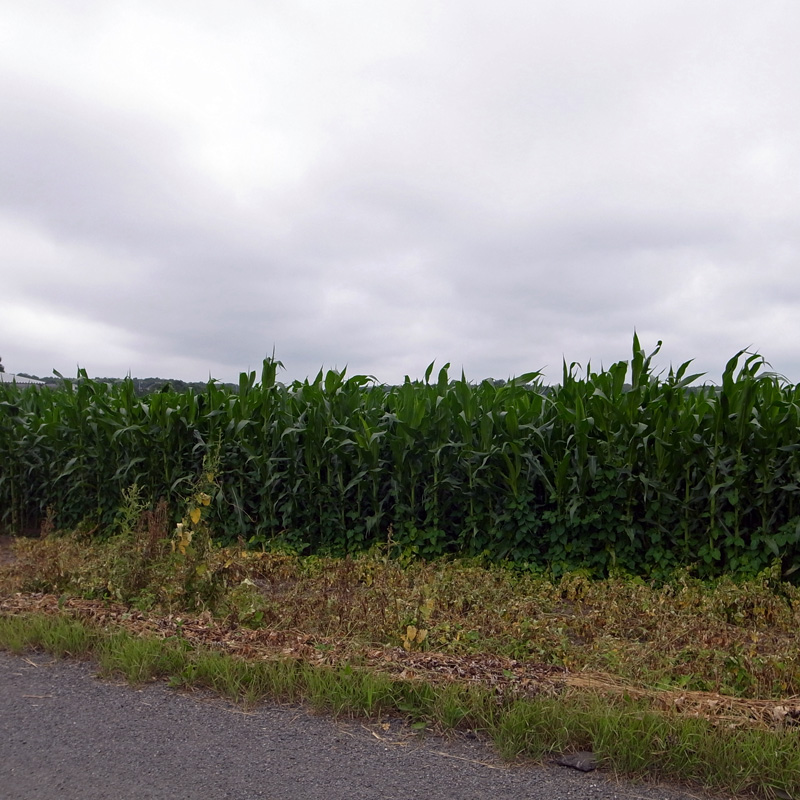 b0142688_1515051.jpg