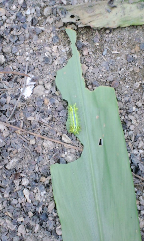 e0014000_120787.jpg