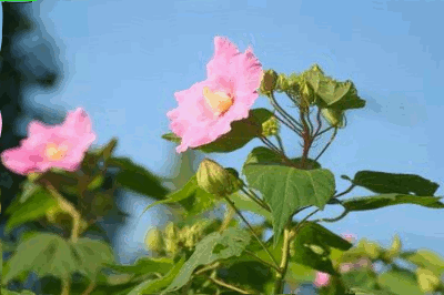 b0052108_21415026.gif