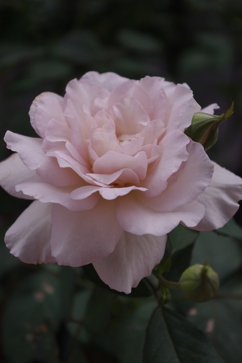 c0147909_7175234.jpg