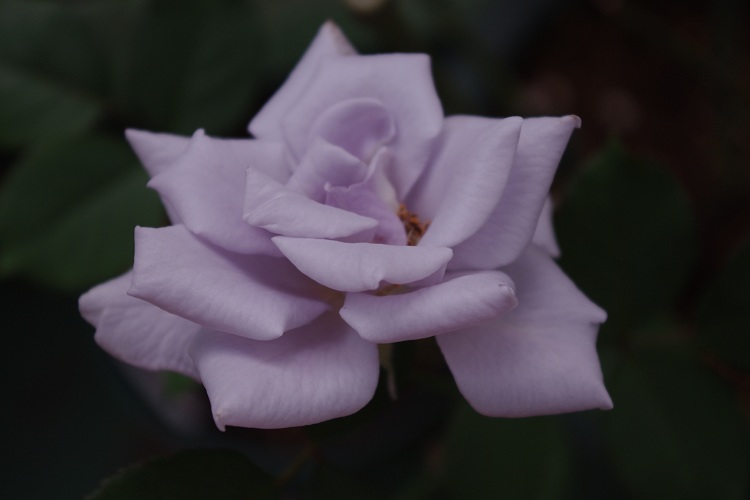 c0147909_7185320.jpg