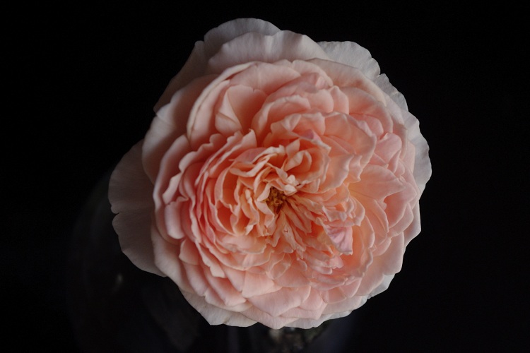 c0147909_7201916.jpg