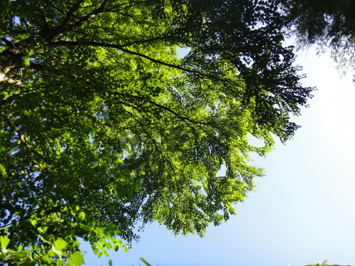 c0179351_1814348.jpg