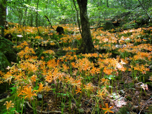 c0179351_1839820.jpg