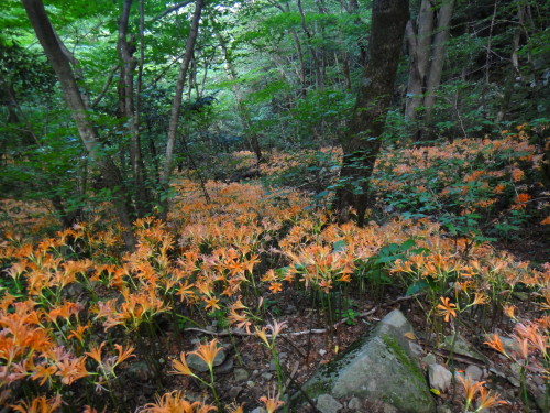 c0179351_1843889.jpg