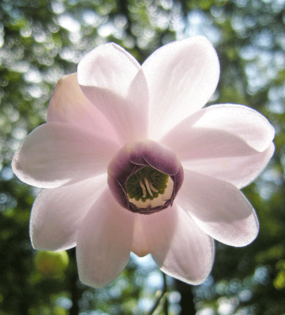 a0001354_213252.gif