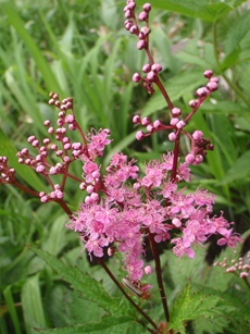 c0018489_050123.jpg