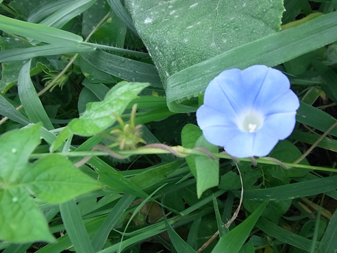 c0205806_1852021.jpg