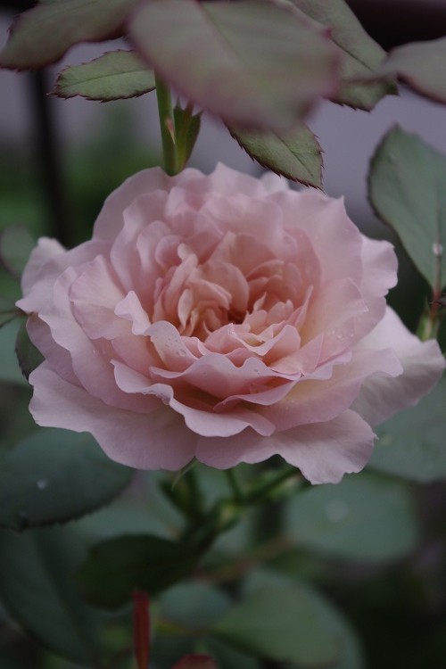 c0147909_7262429.jpg