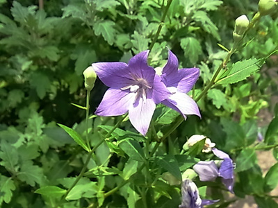 b0019140_14271636.jpg