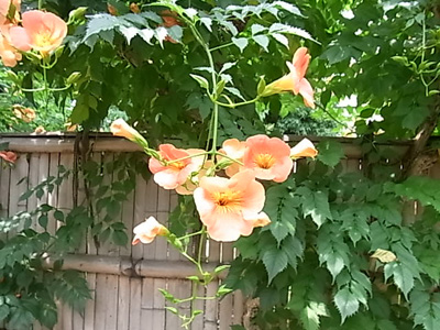 b0019140_14295123.jpg