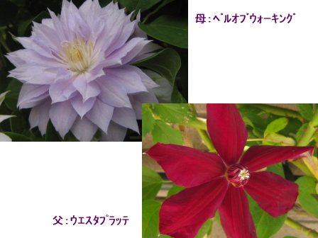 c0025140_0162357.jpg