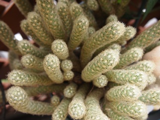 e0149340_6514052.jpg