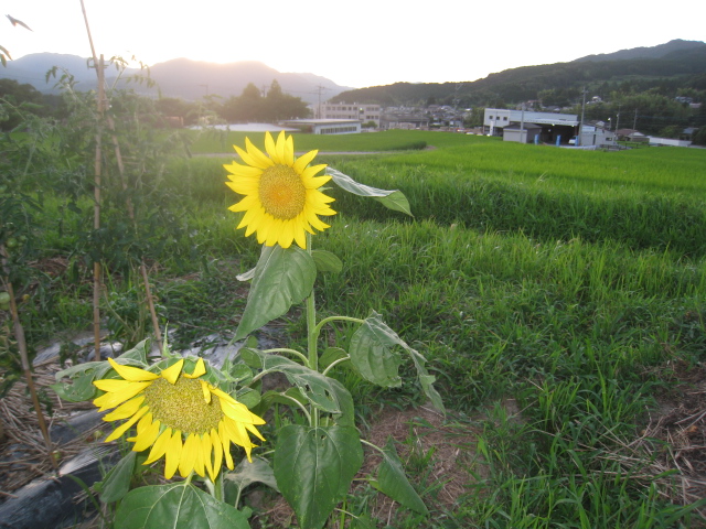 a0198243_1601160.jpg