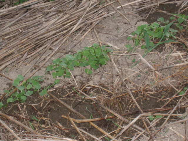 a0198243_17425266.jpg