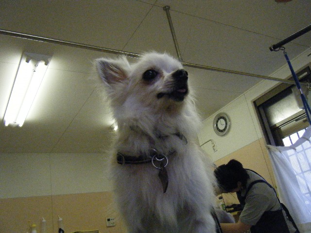 b0072650_11234890.jpg