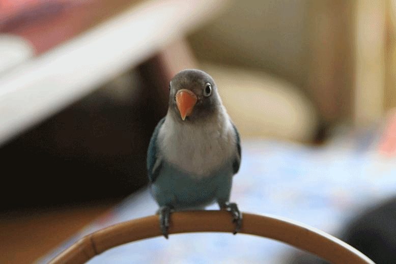 c0145250_11485711.gif
