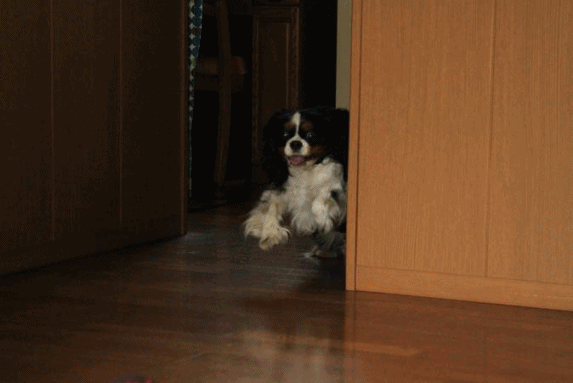 c0145250_16125353.gif