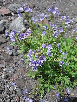 f0009451_8254722.jpg