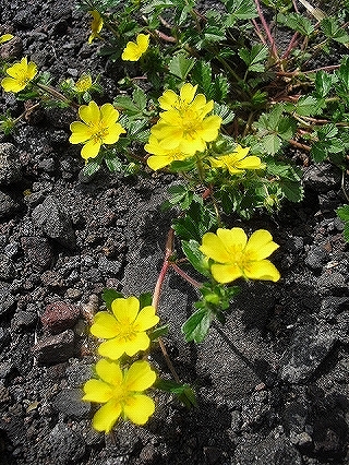 f0009451_826132.jpg