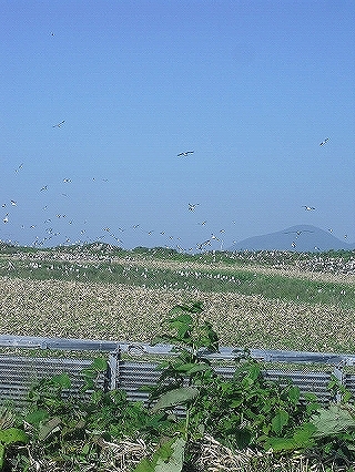 f0009451_834721.jpg