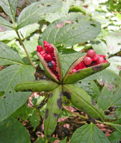a0001354_21312530.gif