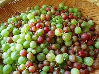 e0004756_20294520.jpg