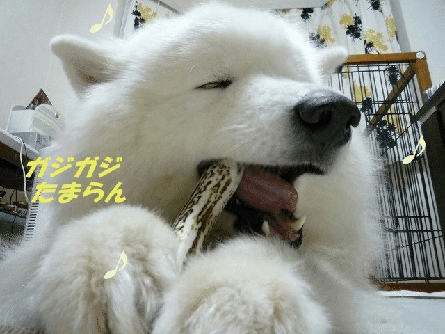 e0176159_11264186.gif