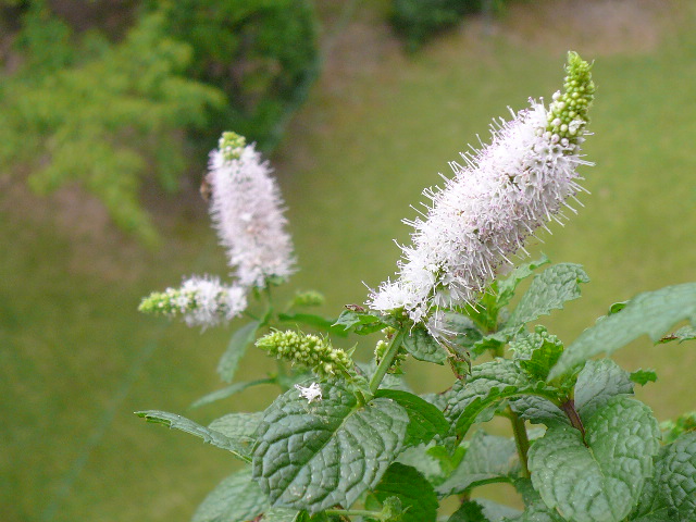 d0147774_15374219.jpg