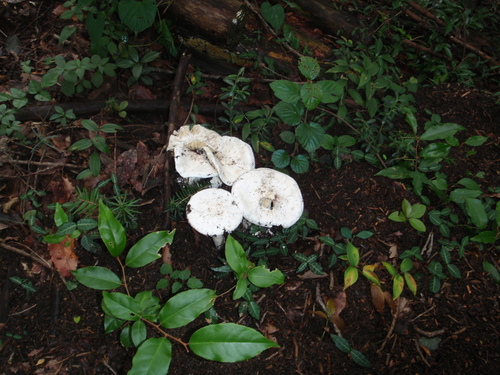 d0034291_16243061.jpg