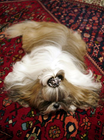 c0090198_761188.jpg