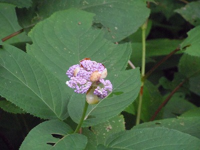 c0117007_18164441.jpg