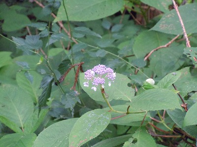 c0117007_1817942.jpg