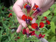c0190010_13201168.jpg