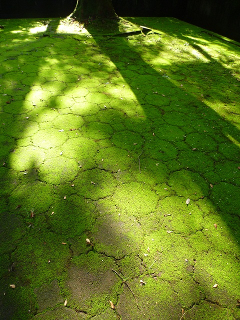 a0024829_748383.jpg