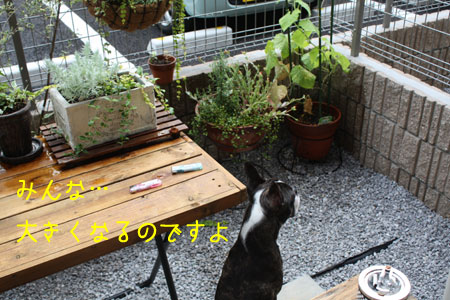 a0190132_23254448.jpg