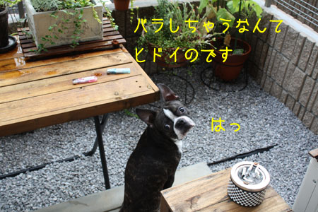a0190132_23264656.jpg