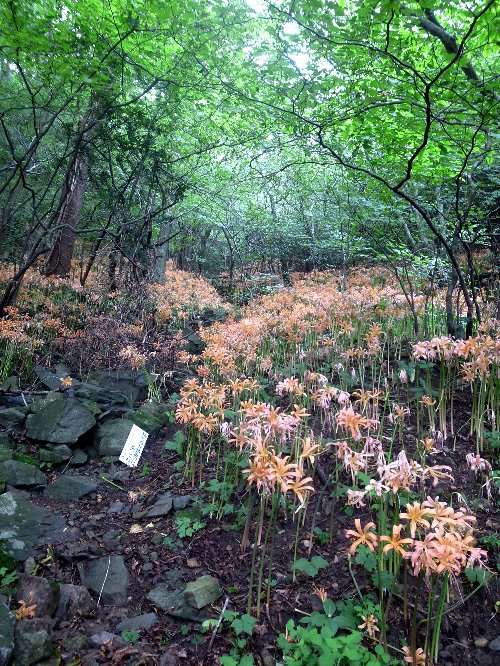 c0078441_20324560.jpg