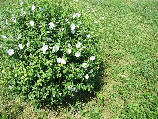 c0225153_16594046.gif