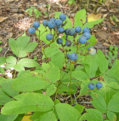 a0001354_2233252.gif