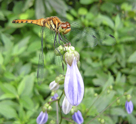 a0001354_22593316.gif