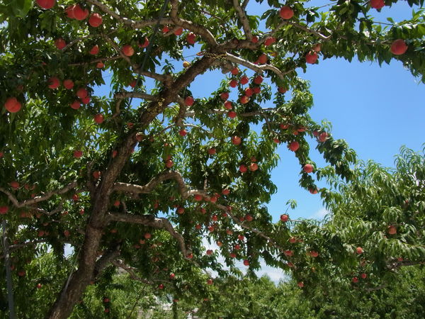 e0116960_1243279.jpg