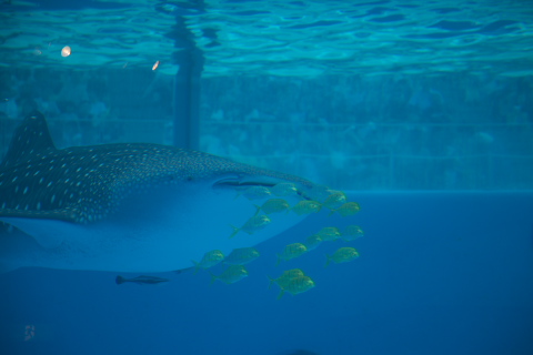 c0071763_125496.jpg