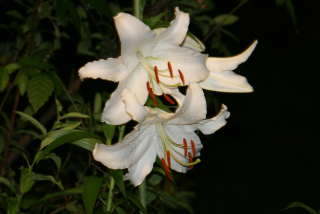 e0100589_21501379.jpg