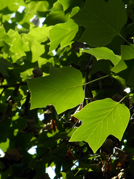 e0083517_026265.jpg