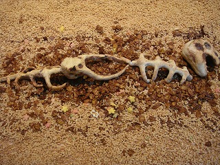 f0011322_1153544.jpg
