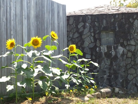 b0199924_1049580.jpg