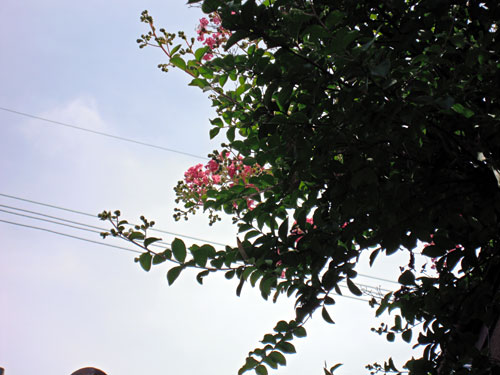 e0034047_1451433.jpg