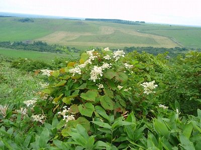 e0004756_21525064.jpg