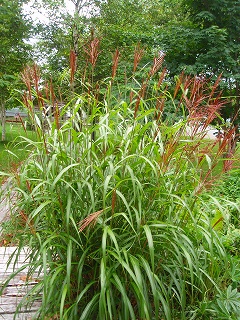 e0004756_231721.jpg